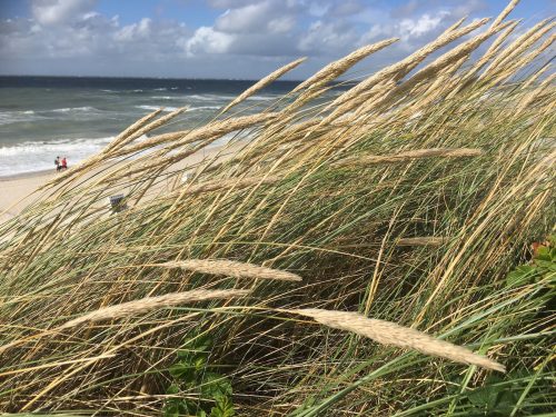 StrandHafer - Coachingausbildung Strandhafer im Vordergrund, im Hintergrund Strand und Meer